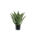 Agave 55cm