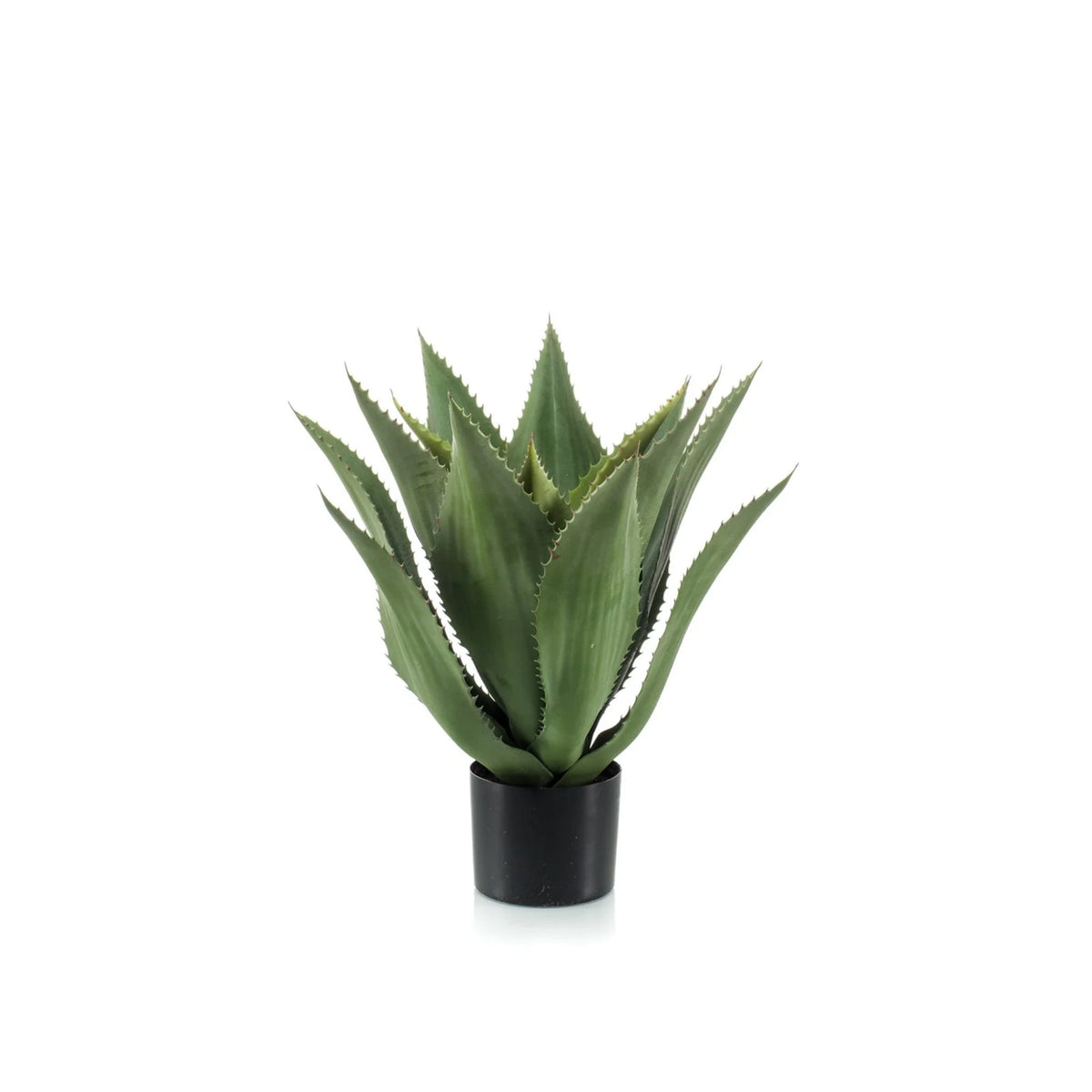 Agave 55cm