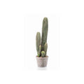 Cactus San Pedro in Grey Pot 57cm