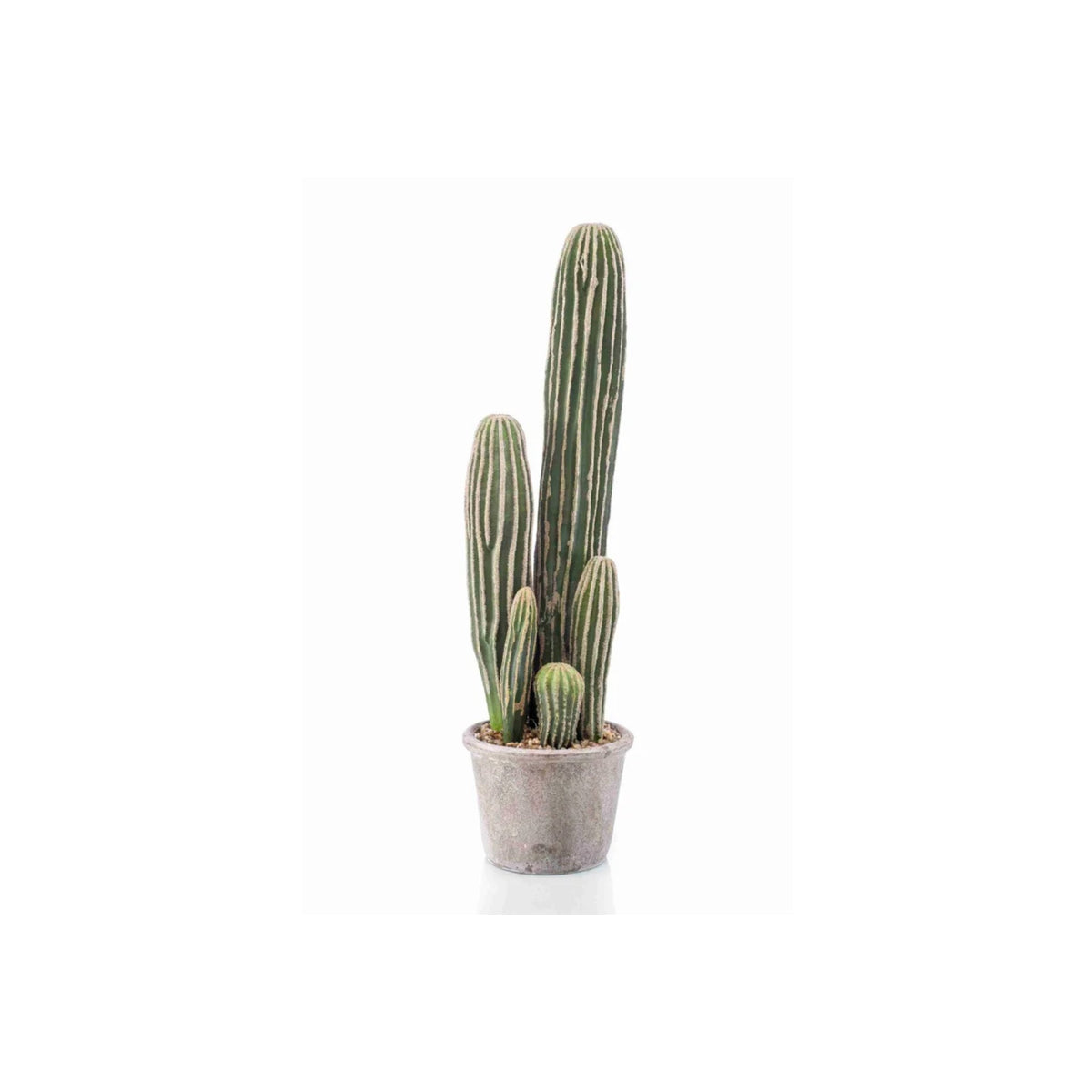 San Pedro Cactus in Grey Pot 57cm