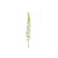 Eremurus Spray 105cm | Cream