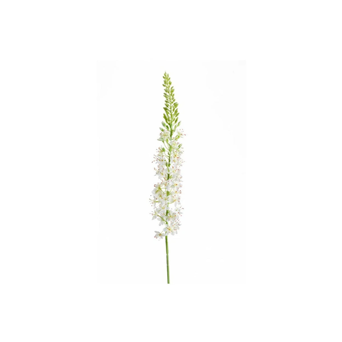Eremurus Spray 105cm | Cream