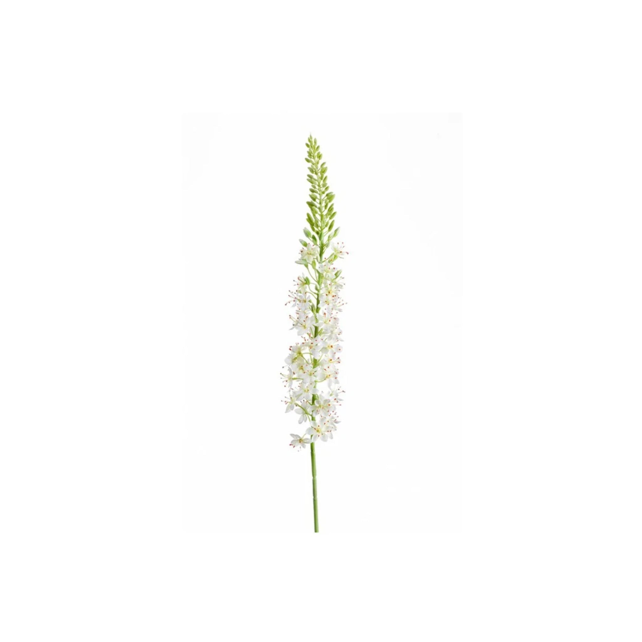 Eremurus Spray 105cm | Cream