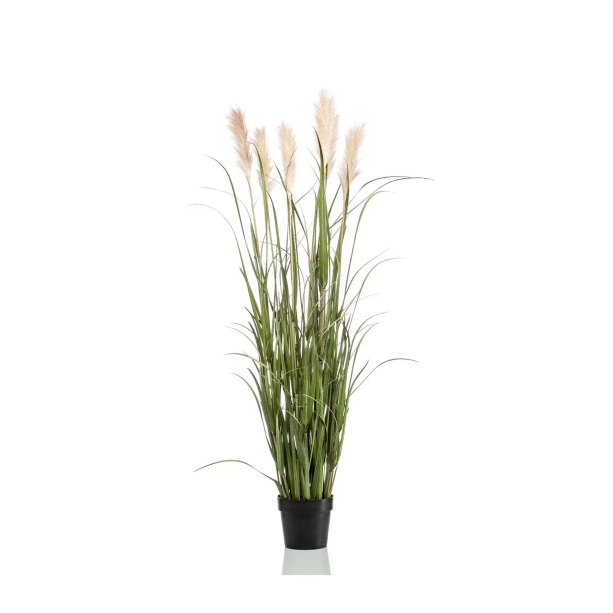 Pampas Grass 130cm