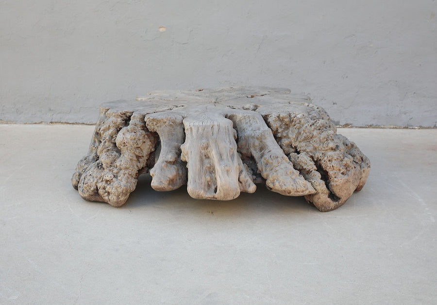 Tree trunk root
