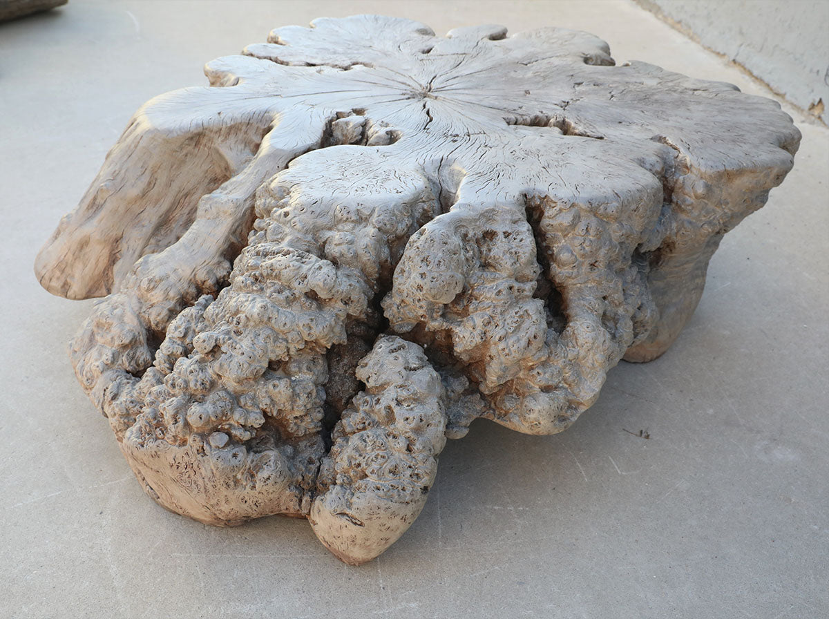 Tree trunk root – image 2